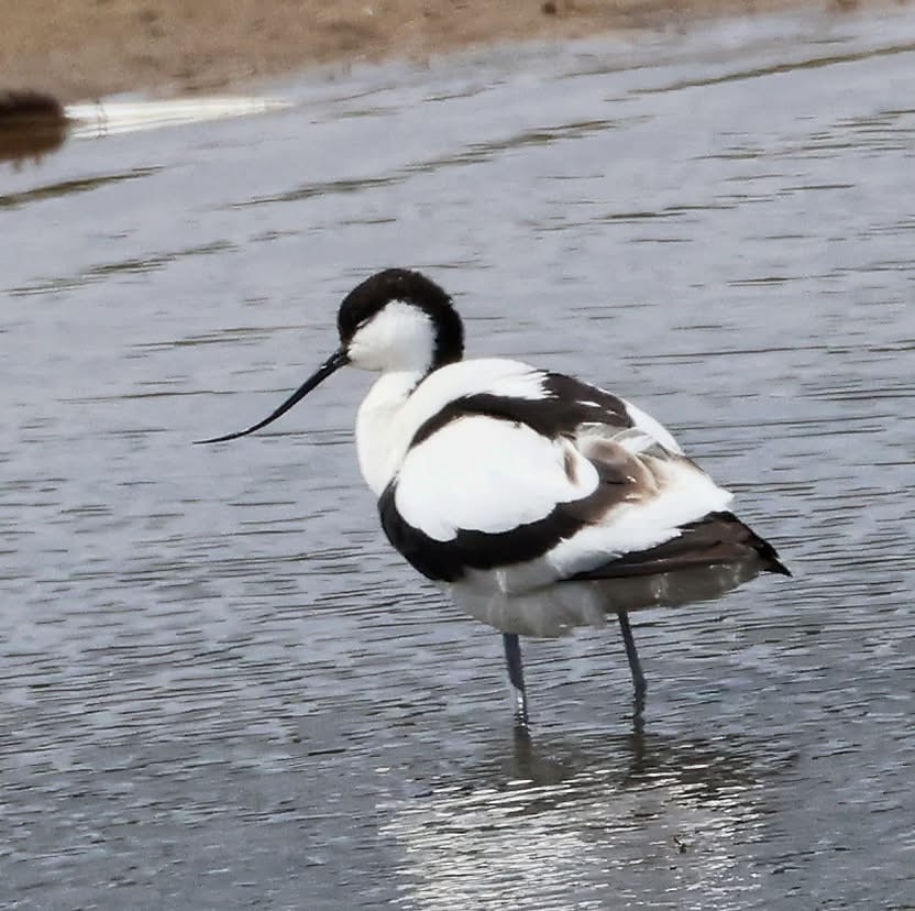 Presentation by Joseph Buck of SSL to Richmond RSPB group
